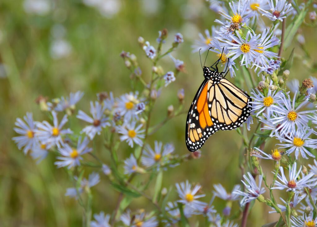 Butterfly and Pollination